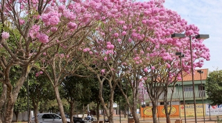 Chapadão do Sul contabilizou um número de 21 mil árvores