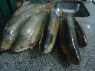 Pescador capturou 5 Kg de piapara que foram apreendidos pela PMA