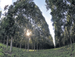  Área cultivada com eucalipto aumentou mais de 500% nos últimos anos e chega hoje a 800 mil hectares cultivados no Estado. (Foto: Valdenir Rezende)