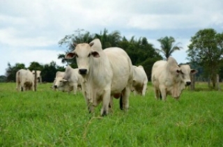 Cerca de 164,7 milhões de bovinos e bubalinos foram vacinados. (Foto: Reprodução/Internet)
