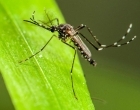 Três Lagoas apresenta 72 casos suspeitos de dengue nesta semana