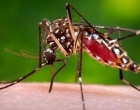 Três Lagoas registra aumento de 53% nos casos de Chikungunya