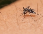 Brasilândia Convida para Reunião do Comitê de Combate ao Aedes aegypti