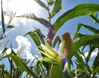 Adoção de tecnologias impulsionaram salto na produção no milho