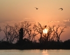 A primeira Lei do Pantanal tem reconhecimento de entidades e ONGs