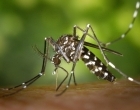 Bolsão registra primeira morte por dengue no ano
