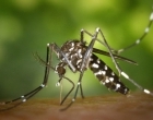 SMS alerta sobre possibilidade de surto de Chikungunya em Três Lagoas