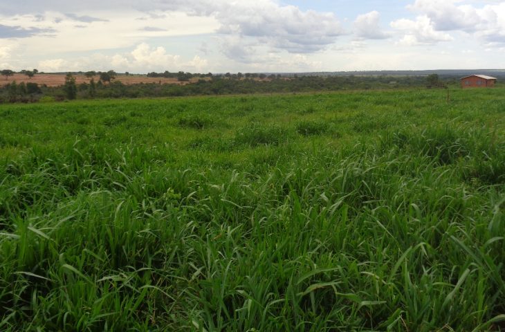 Mato Grosso do Sul tem 4,7 milhões de hectares de pastagens degradadas