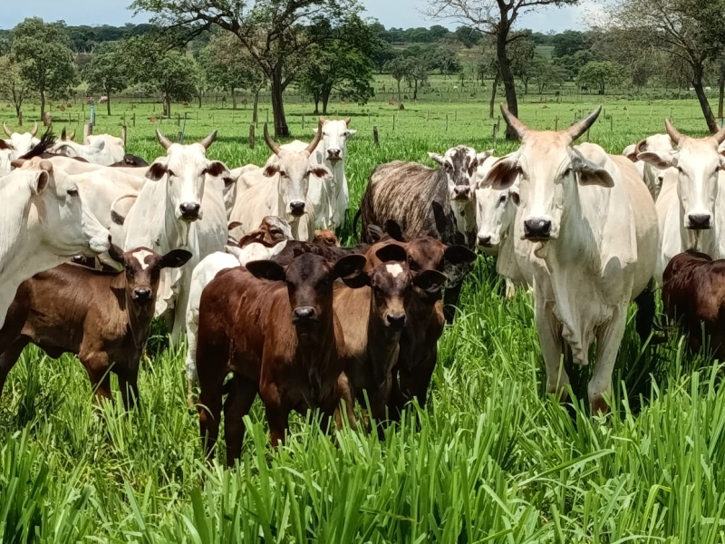 Programa Mais Pecuária Brasil auxilia no melhoramento do rebanho bovino